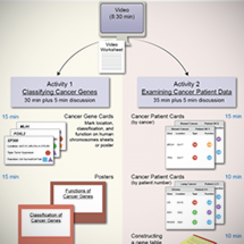 Hhmi eukaryotic cell cycle and cancer key