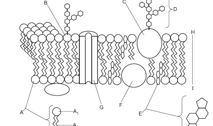 Cell membrane coloring worksheet answers