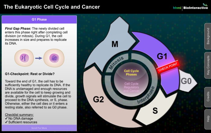 Hhmi eukaryotic cell cycle and cancer key