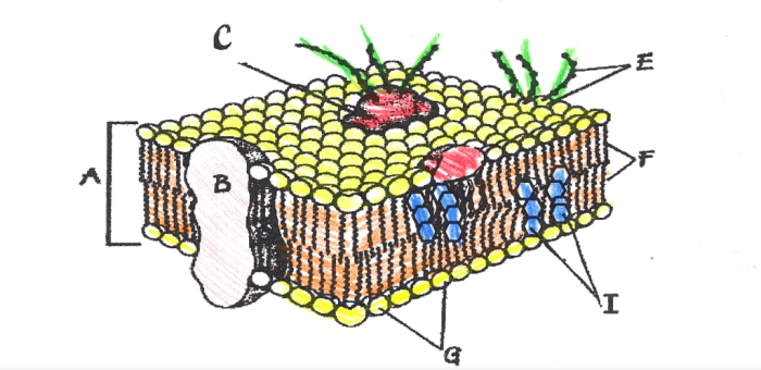 Cell membrane coloring worksheet answers