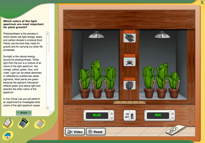 Virtual science teachers photosynthesis interactive