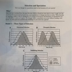 Selection and speciation answer key