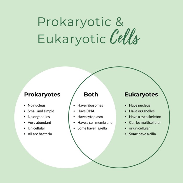 Venn diagram prokaryotes eukaryotes viruses prokaryote eukaryote 7th diagramweb biology photosynthesis microbiology intp bacteria