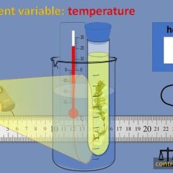 Virtual science teachers photosynthesis interactive