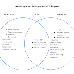 Venn diagram of prokaryotes and eukaryotes